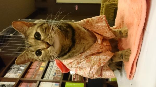 七夕は猫たちが浴衣姿でお出迎え 2017 猫カフェ cat cafe nyanny 秋葉原店