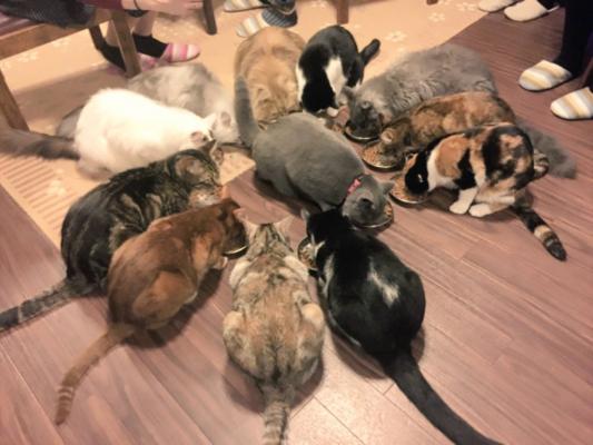 猫カフェ初夏の総選挙2018開幕！ 【 猫カフェ cat cafe nyanny 秋葉原店 】