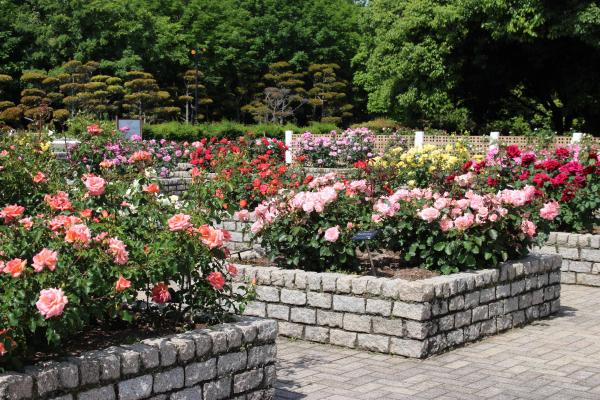 長居植物園　秋のローズウィーク