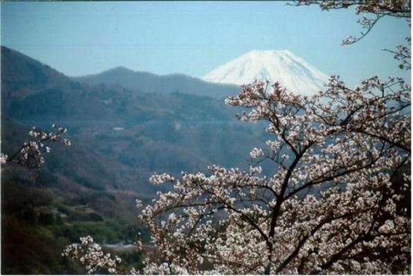 贅沢極まる花見酒、自分だけのサクラでお花見はいかが!? 山梨県富士川町の町おこし体験プロジェクト「まちいくふじかわ」 桜の名所100選、大法師公園にて桜の植樹プロジェクト開催決定