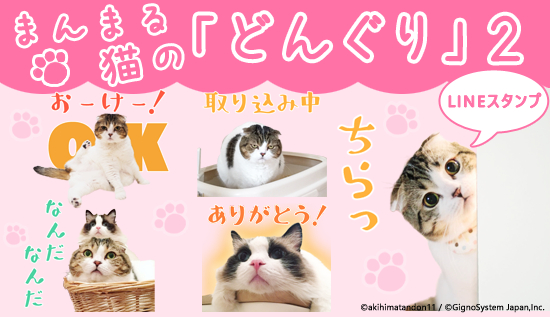 SNSで人気沸騰中！ モフモフかわいい まんまる猫の「どんぐり」 好評につきLINEスタンプ第二弾を配信開始