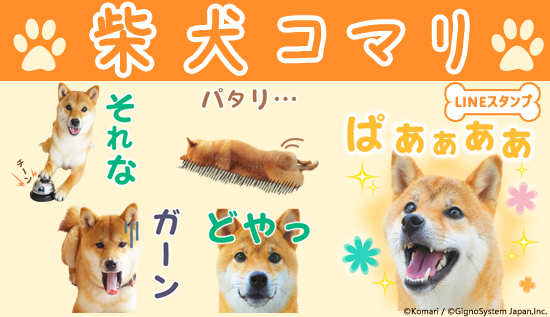 TikTokで人気沸騰中！ 「柴犬コマリ」 初のLINEスタンプを配信開始