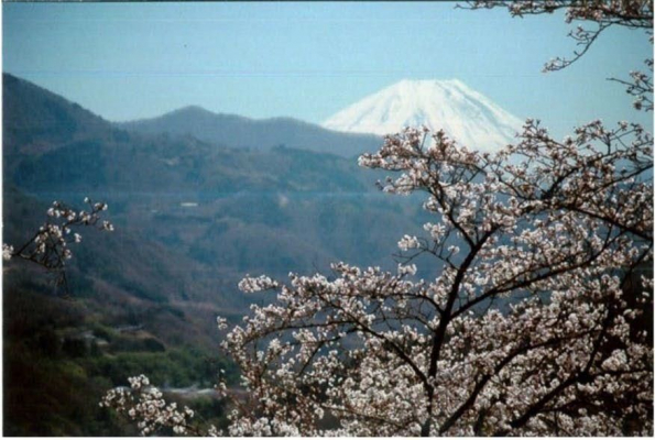 2020年は特別なお花見を楽しもう！ 「桜の名所百選！満開の桜オーナーになろう2020！」 家族で、仲間で、会社内で。2019年11月より2回目の募集開始